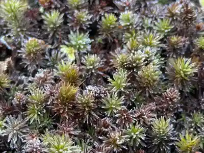 西方山極楽寺(岐阜県)