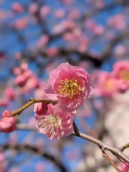 長円寺(東京都)