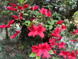 大宮温泉神社の自然(2023年04月22日(土) 08時10分05秒投稿)