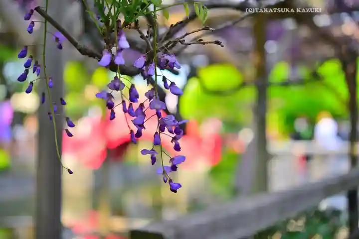 亀戸天神社(東京都)