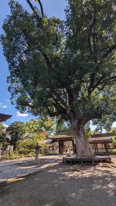 平野神社(京都府)