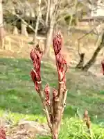 蚊里田八幡宮の{uncategorized: "未分類", other: "その他", undefined: "問題あり", building: "その他建物", grave: "お墓", sacred_gate: "鳥居", guardian: "狛犬", statue: "像", buddha: "仏像", history: "歴史", nature: "自然", garden: "庭園", animal: "動物", pagoda: "塔", temizu: "手水舎", mountain_gate: "山門・神門", sanctuary: "本殿・本堂", subordinate: "末社・摂社", art: "芸術", scenery: "景色", jizo: "地蔵", ema: "絵馬", goshuin: "御朱印", omikuji: "おみくじ", items: "授与品その他", amulet: "お守り", goshuincho: "御朱印帳", eats: "食事", festival: "お祭り", votive_dance: "神楽", shichigosan: "七五三参", wedding: "結婚式", experience: "体験その他", initially: "初詣", around: "周辺", anti_infection: "感染症対策"}