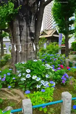 磐井神社(東京都)
