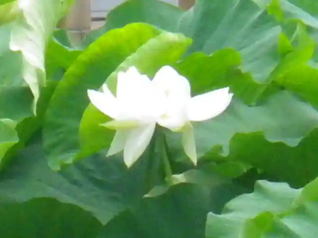 鶴岡八幡宮の自然