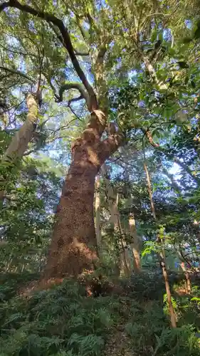 伊雜宮（皇大神宮別宮）の自然