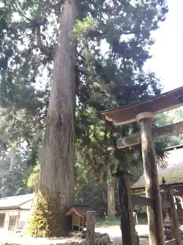 祖師野八幡宮(岐阜県)