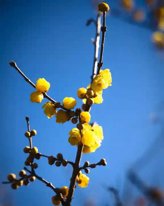 板倉雷電神社(群馬県)