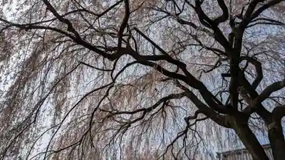 本満寺(本願満足寺)(京都府)