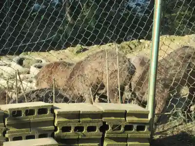 小鹿神社の動物