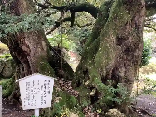 西福寺の建物その他