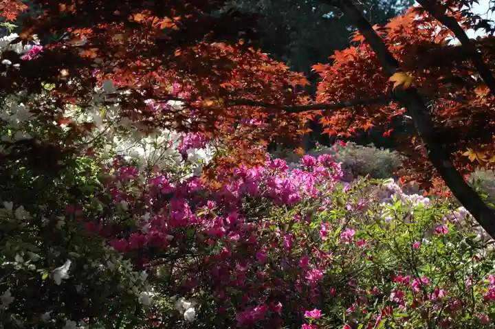 五大尊堂(長徳寺)の自然
