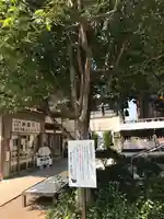 秩父札所十三番 慈眼寺の自然