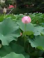 伊賀八幡宮(愛知県)