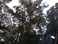 香取神社の自然