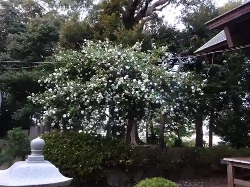 諏訪神社の自然