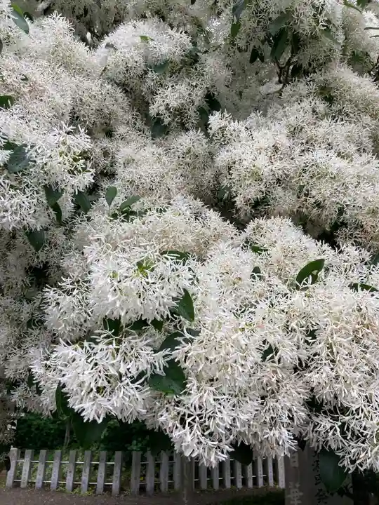 沙沙貴神社の自然