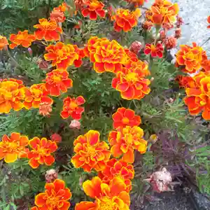 七重浜海津見神社(北海道)(2025年10月14日(火) 08時39分27秒投稿)
