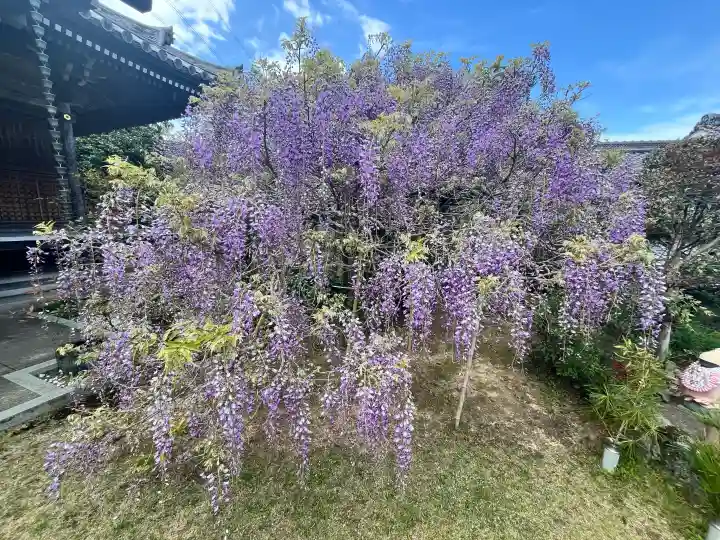 子安地蔵寺の{uncategorized: "未分類", other: "その他", undefined: "問題あり", building: "その他建物", grave: "お墓", sacred_gate: "鳥居", guardian: "狛犬", statue: "像", buddha: "仏像", history: "歴史", nature: "自然", garden: "庭園", animal: "動物", pagoda: "塔", temizu: "手水舎", mountain_gate: "山門・神門", sanctuary: "本殿・本堂", subordinate: "末社・摂社", art: "芸術", scenery: "景色", jizo: "地蔵", ema: "絵馬", goshuin: "御朱印", omikuji: "おみくじ", items: "授与品その他", amulet: "お守り", goshuincho: "御朱印帳", eats: "食事", festival: "お祭り", votive_dance: "神楽", shichigosan: "七五三参", wedding: "結婚式", experience: "体験その他", initially: "初詣", around: "周辺", anti_infection: "感染症対策"}