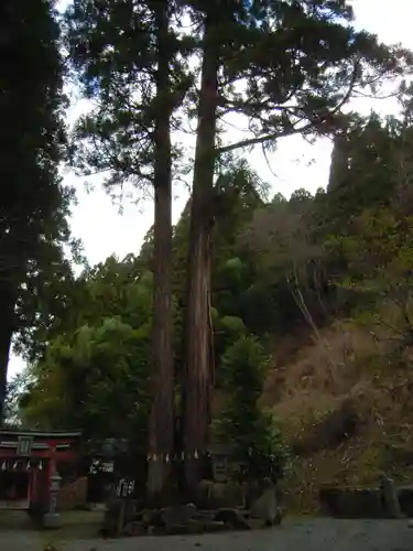 八幡神社の自然