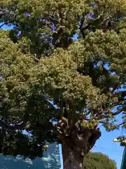 伊勢原大神宮の自然