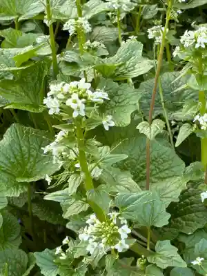 水神社の{uncategorized: "未分類", other: "その他", undefined: "問題あり", building: "その他建物", grave: "お墓", sacred_gate: "鳥居", guardian: "狛犬", statue: "像", buddha: "仏像", history: "歴史", nature: "自然", garden: "庭園", animal: "動物", pagoda: "塔", temizu: "手水舎", mountain_gate: "山門・神門", sanctuary: "本殿・本堂", subordinate: "末社・摂社", art: "芸術", scenery: "景色", jizo: "地蔵", ema: "絵馬", goshuin: "御朱印", omikuji: "おみくじ", items: "授与品その他", amulet: "お守り", goshuincho: "御朱印帳", eats: "食事", festival: "お祭り", votive_dance: "神楽", shichigosan: "七五三参", wedding: "結婚式", experience: "体験その他", initially: "初詣", around: "周辺", anti_infection: "感染症対策"}