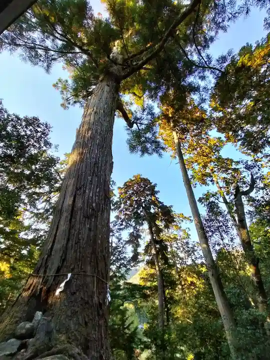 質美八幡宮の自然