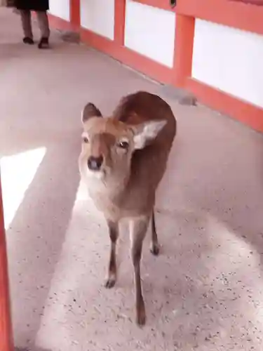 春日大社(奈良県)