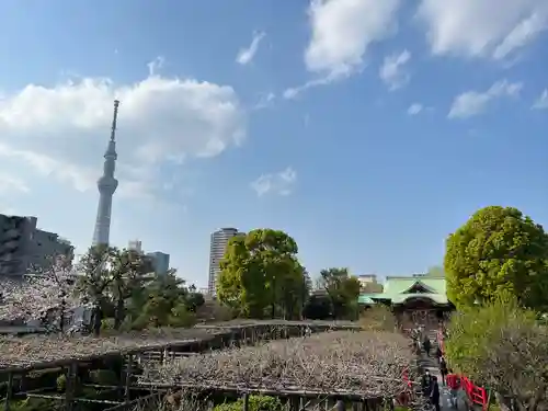 亀戸天神社(東京都)
