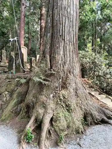 室生寺の{uncategorized: "未分類", other: "その他", undefined: "問題あり", building: "その他建物", grave: "お墓", sacred_gate: "鳥居", guardian: "狛犬", statue: "像", buddha: "仏像", history: "歴史", nature: "自然", garden: "庭園", animal: "動物", pagoda: "塔", temizu: "手水舎", mountain_gate: "山門・神門", sanctuary: "本殿・本堂", subordinate: "末社・摂社", art: "芸術", scenery: "景色", jizo: "地蔵", ema: "絵馬", goshuin: "御朱印", omikuji: "おみくじ", items: "授与品その他", amulet: "お守り", goshuincho: "御朱印帳", eats: "食事", festival: "お祭り", votive_dance: "神楽", shichigosan: "七五三参", wedding: "結婚式", experience: "体験その他", initially: "初詣", around: "周辺", anti_infection: "感染症対策"}