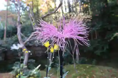 祇王寺(京都府)
