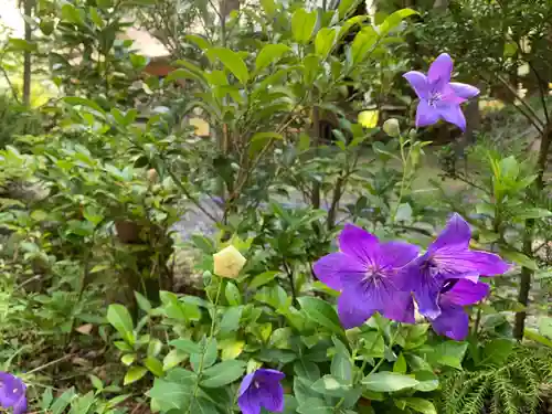 山家神社の自然