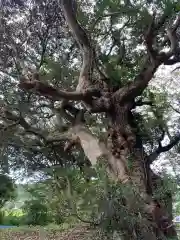 山田神社の自然