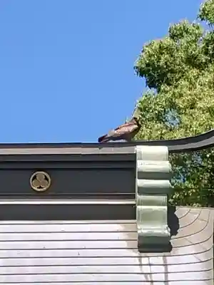 妙見神社の動物