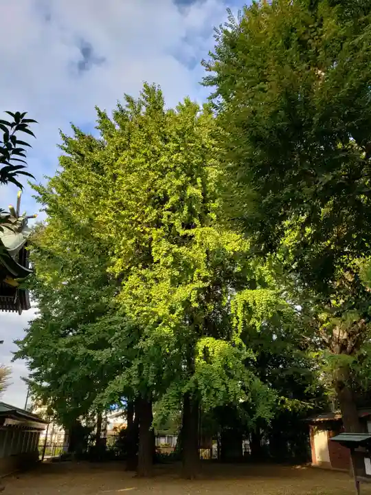 諏訪神社の自然