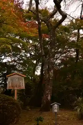 勝持寺（花の寺）(京都府)