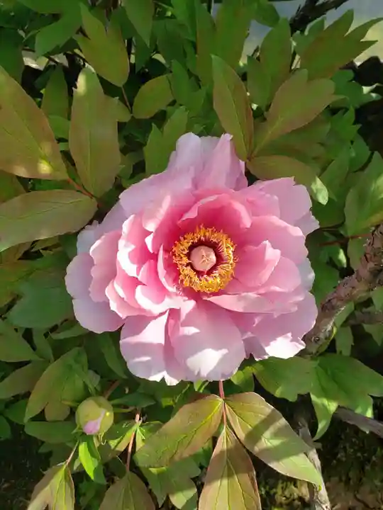 禅定院(東京都)