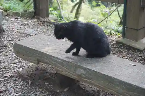 唐澤山神社の動物