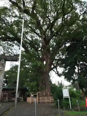 伊勢神明社の自然