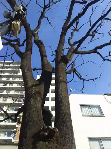 浅草神社の自然