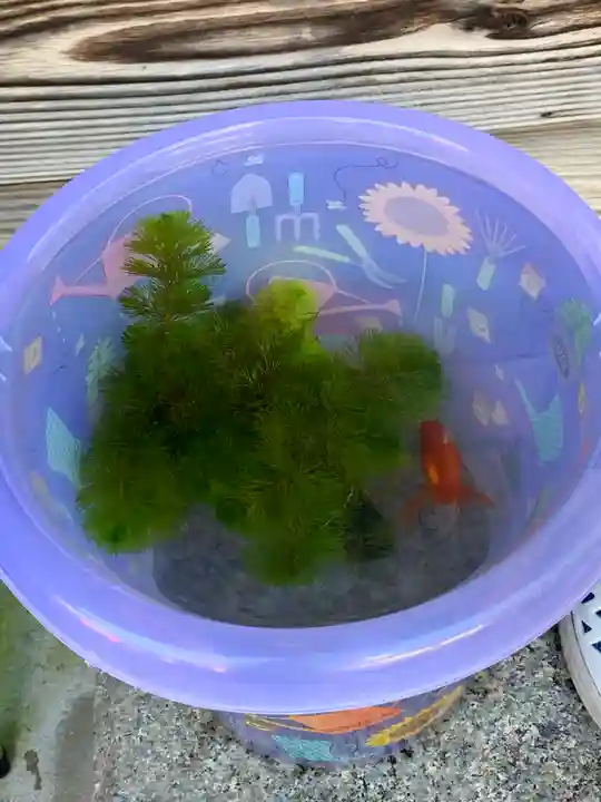 出町妙音堂の動物