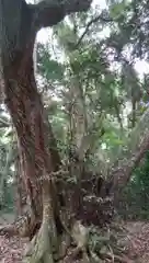 近津神社の自然