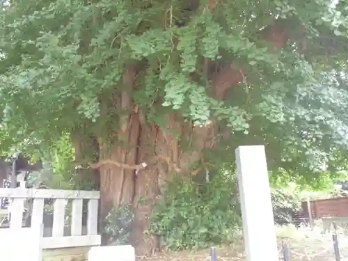 鶴嶺八幡宮の自然