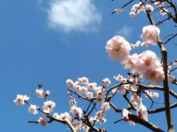 太宰府天満宮(福岡県)