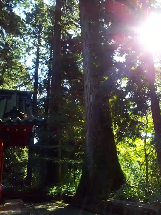 箱根神社の自然