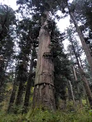 羽黒山五重塔(出羽三山神社)(山形県)