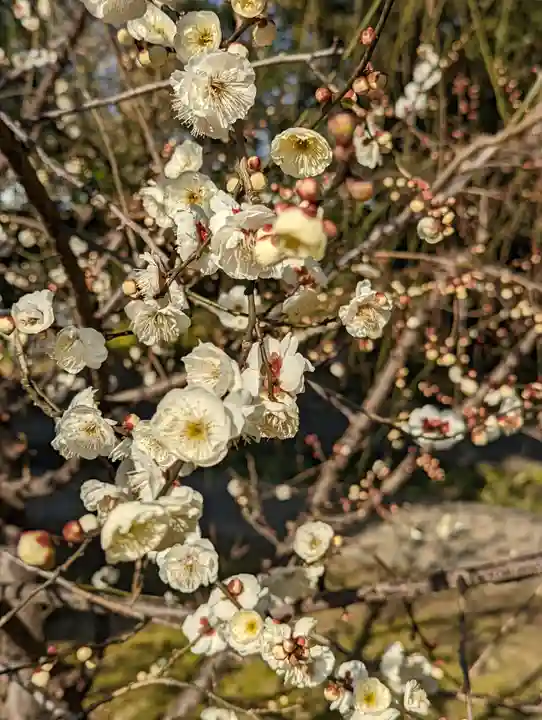 城南宮(京都府)