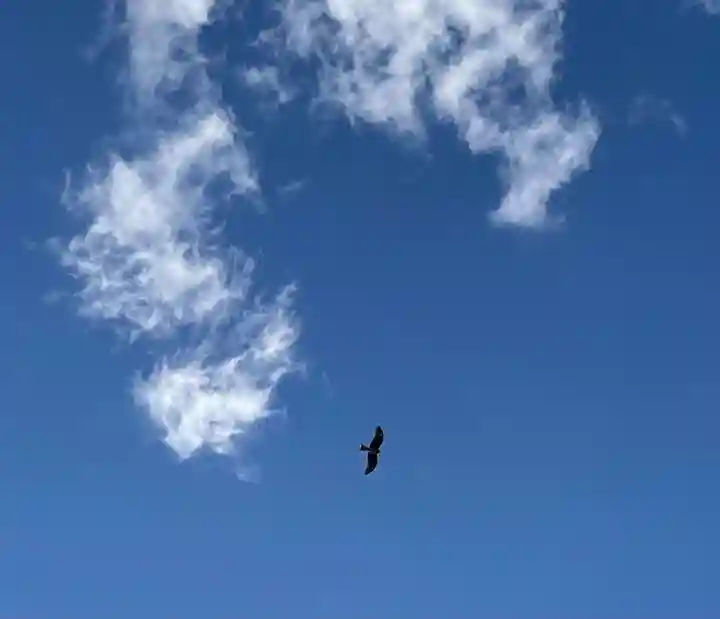 竹ノ子島天満宮の動物