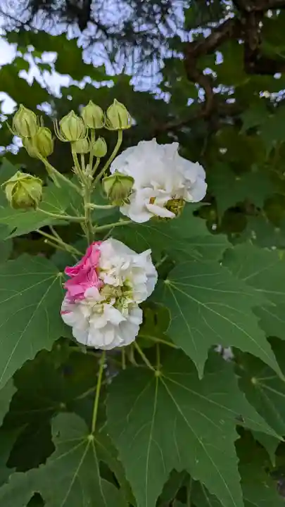得浄明院(善光寺別院)(京都府)