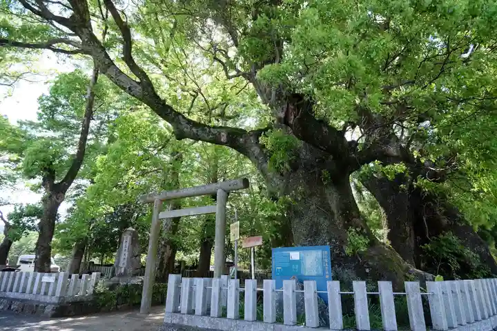 熊野三所大神社(浜の宮王子)の自然