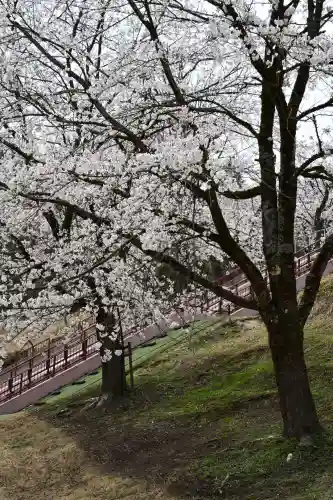 蒼柴神社(新潟県)